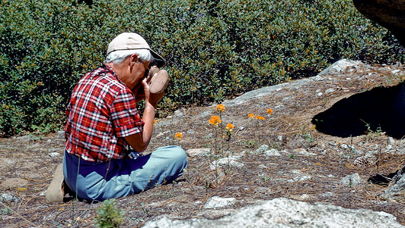 Olga Reifschneider photographing Pale wallflower (Erysimum occidentale - Brassicaceae), undated. From the Olga Reifschneider Papers (NC528), NC528.261