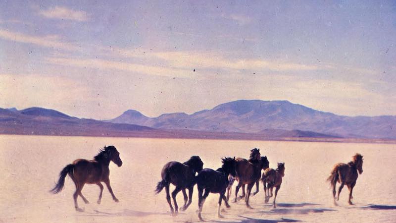 Seven wild horses running on the Black Rock Desert. ID: UNRS-P1985-08-41424