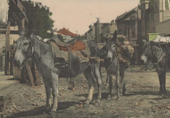 Three mules with saddles standing on a dirt road in a western town