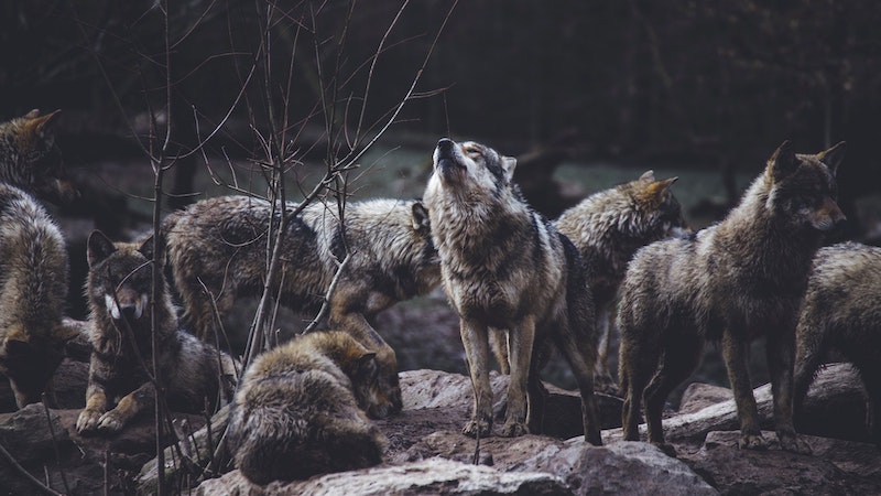 Wolf howling surrounded by its pack