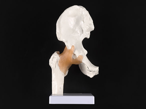 Anatomical Models | University Libraries | University of Nevada, Reno