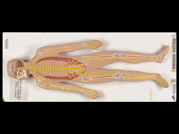 Anatomical Models | University Libraries | University of Nevada, Reno