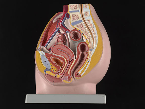 Female anatomy, historical model #1 by Science Photo Library