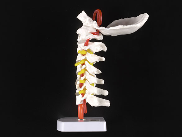 Anatomical Models | University Libraries | University of Nevada, Reno