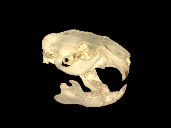 Scan of a beaver skull captured by the team in the Makerspace.
