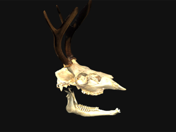 Odocoileus hemionus skull; Specimen curated by UNR Museum of Natural History.
