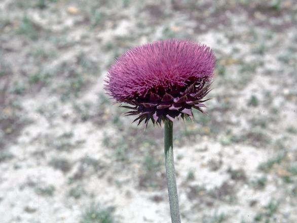 Crisp Black and White Photo with a purple flower