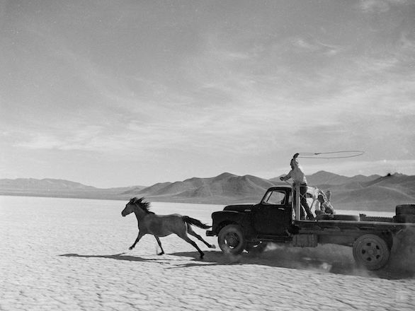 Image of truck alongside a wild horse on a dry lake bed