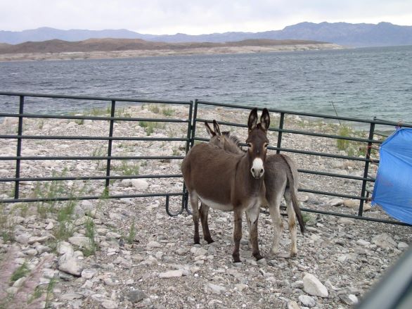 Wild burros in a pen in a Nevada landscape with sagebrush and mountains