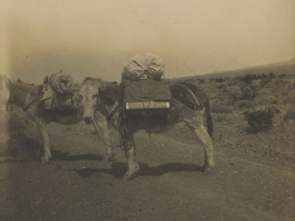 Black and white photo of a donkey with a pack