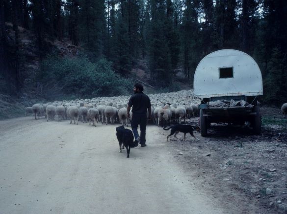 A Basque shepherd with a cart and sheep on a trail in a forest