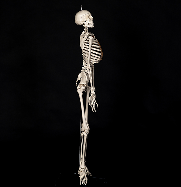 Savitt Anatomical Models | University Libraries | University of Nevada ...