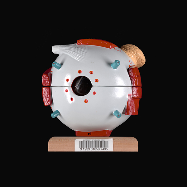 Savitt Anatomical Models | University Libraries | University of Nevada ...