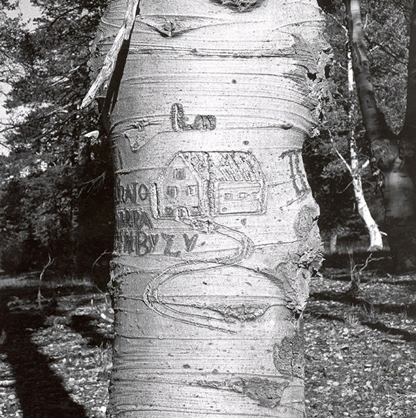 Arborglyph (carved tree drawing) depicting a building structure.