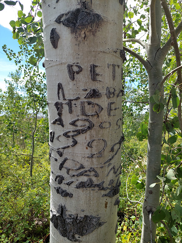 One of the carvings documented by the Arborglyph Collaborative during the field trip to the Jarbidge Mountains, September 8, 2023