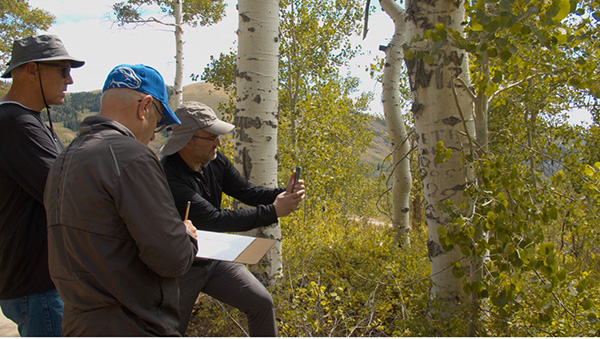 Members of the Arborglyph Collaborative research team documenting a Basque tree carving during the field trip to the Jarbidge Mountains, September 8, 2023