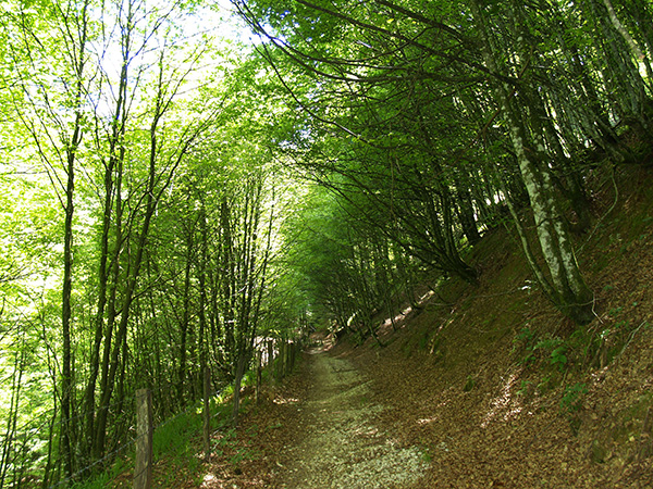 A pathway in the woods amongst bright green beech trees.