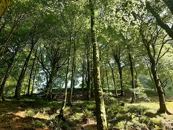 A wooded forest with pockets of light and shade.