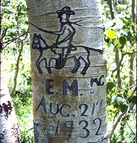 A tree with a Basque sheepherder carving on it depicting a man on a horse.