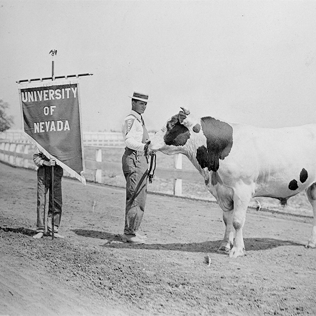 A bull being held by a student and another student holding a University of Nevada banner are photographed at the California State Fair of 1911. Campus Images Collection, UNRA-P482-166. University Archives. 
